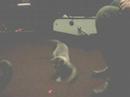 Pudim indo atr�s do laser 1