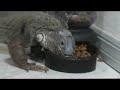 Emmit the iguana