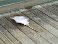 Catching Stingrays in Virgina Beach