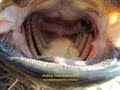 Fishing Team Romeo (CZ): Catfish fishing in Delta El Ebro- Spain (2011)