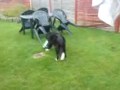 funny dog patchie and his box