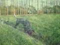 videos de Sirius 7 maand revieroefening