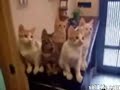 Cats and Tennis