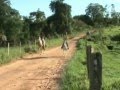 videos de Cavalo de Sela -- Smith