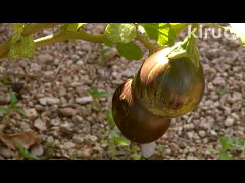 Eastside Cafe: Central Texas Gardener
