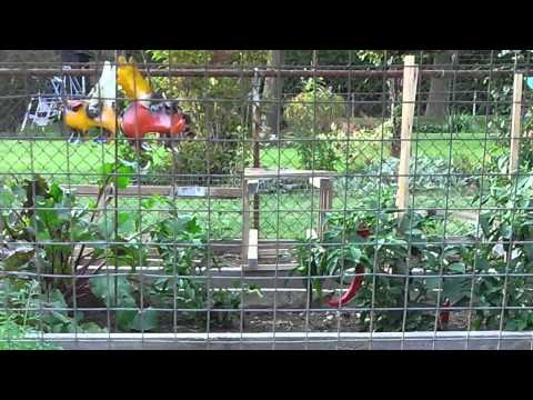 how to harvest wild yeast