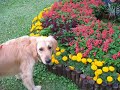 Dino the Golden Retriever - To the Flower Show