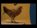 REDNECK CHICKEN DANCE REDNECK CHICKEN DANCE