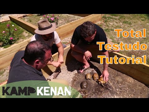 YouTube reptile video