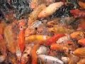 Fish Feeding Frenzy, Koi