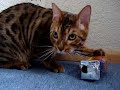 Bengal Katze spielt mit Verpackung