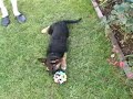 Karla Our German Shepherd Puppy at 8 Weeks Old