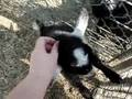 Baby Pygmy Goat SO CUTE