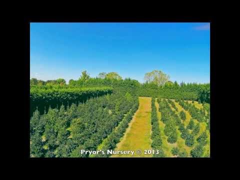 how to fertilize cryptomeria