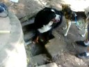 Dante no Horto Florestal Dante no Horto Florestal