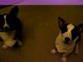 videos de my stupid voice and my cute dogs