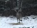 Grey Ghost Outfitters - Trophy Bucks