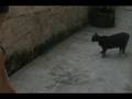 videos de Angelo Campregher Ruiz 2 anos amarelinha Panqueca