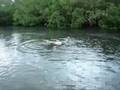 videos de Ubayon Manatees