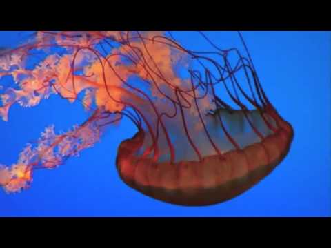 how to care jellyfish