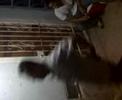 jorge alias (PORKI) DESTROZADO EL ASFALTO 4