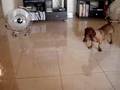 Salchicha video