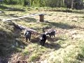 More Playful Pygmy goats in Alaska!