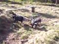 More Playful Pygmy goats in Alaska!