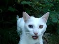 Summertime Kitty in Alaska