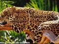 Jaguars, we must to protect them!!!