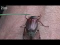 It doesn't only fly in May and it isn't actually a bug, but the cockchafer can be seen at the moment and is pretty easy to spot, being the UK's largest chafer beetle. When seen for the first time, an adult cockchafer can cause a bit of a stir and lots of people find them a little worrying, according to Stuart Hine of the Natural History Museum's Identification and Advisory Service (IAS). If you spot anything unusual, get it identified by Museum experts and other enthusiasts on our Identification forums: www.nhm.ac.uk