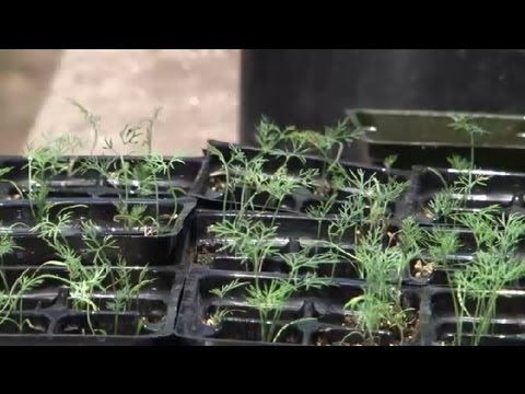 how to transplant dill