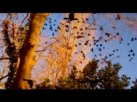 See video
