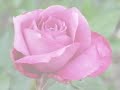 last rose of summer
