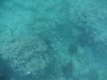 key west swim with trumpet fish