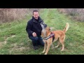 Farok, Malinois, Ex-Sprengstoffsuchhund Video 02