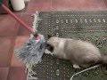 Zacharyand mop !