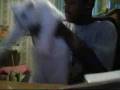 videos de dominique davis