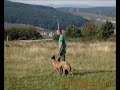 DRESAJ DOGMASTER (malinois mers la pas)