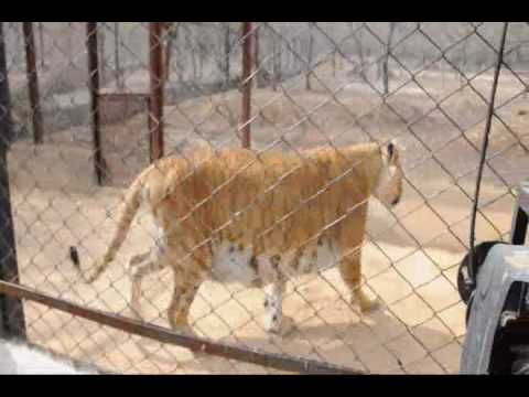 tigon