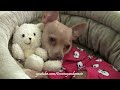 CHIHUAHUA HUGS HIS TEDDY BEAR