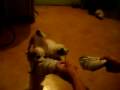 perrito,,