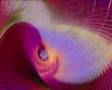 Chillout -- The Saafi Bros. -  The Witness