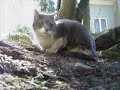 Cat beats up Doberman.