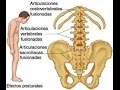 Espondilitis Anquilosante 01 667 753 2898