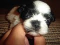 Loren Maryah   Shih-Tzu