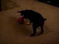 Doobee gets fed with his maze ball Doobee gets fed with his maze ball
