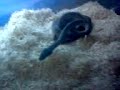macklot python eating mouse