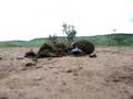 videos de Dung Beetle Dung Ball Battle !