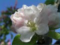 amazing grace.wmv amazing grace.wmv
